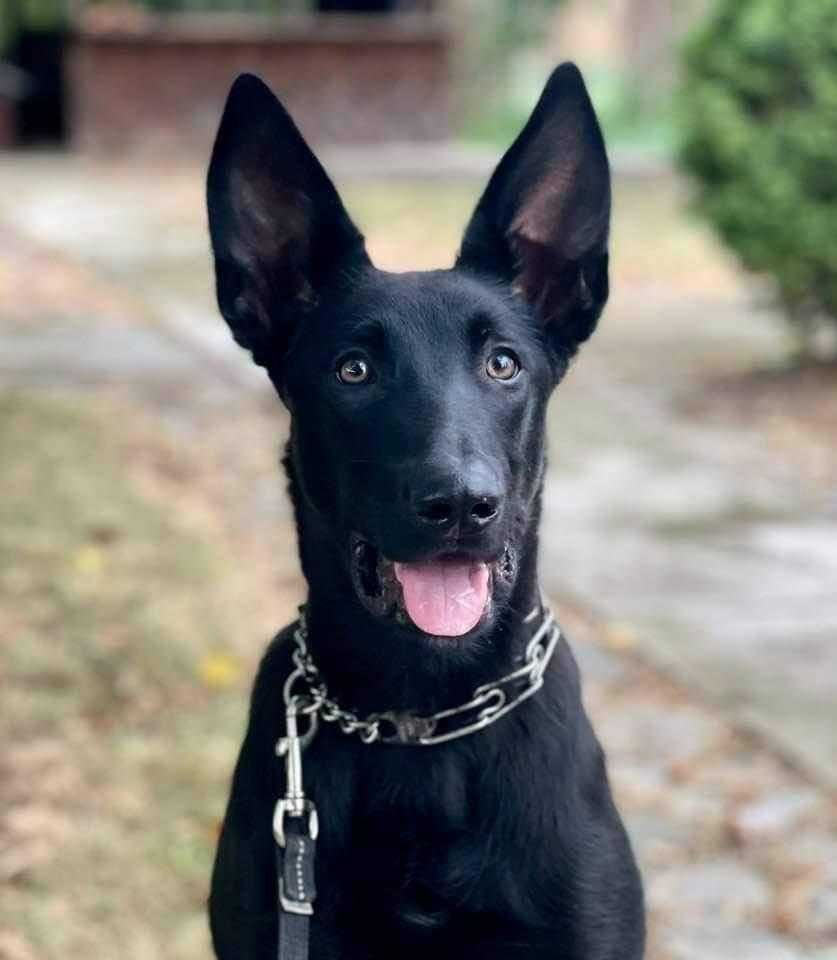 Femala Ciobanesc Belgian Malinois