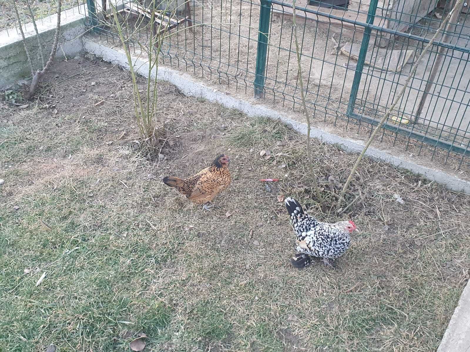 Vand gaini pitice; Rasa: Mii de flori si Sebright