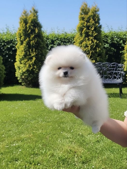 Pomeranian Spitz