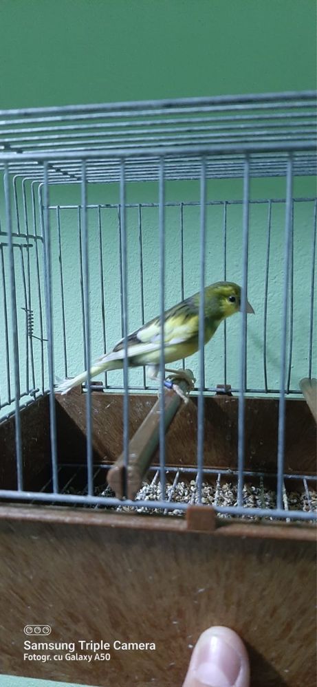 Canari razza espagnol