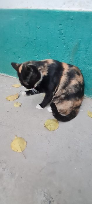 Катенок и кошка мушукча