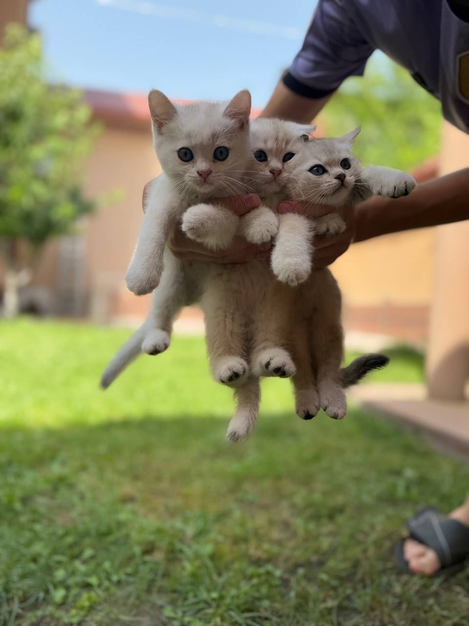 Продаю породистых котят. Фото котят и их родителей закрепил.