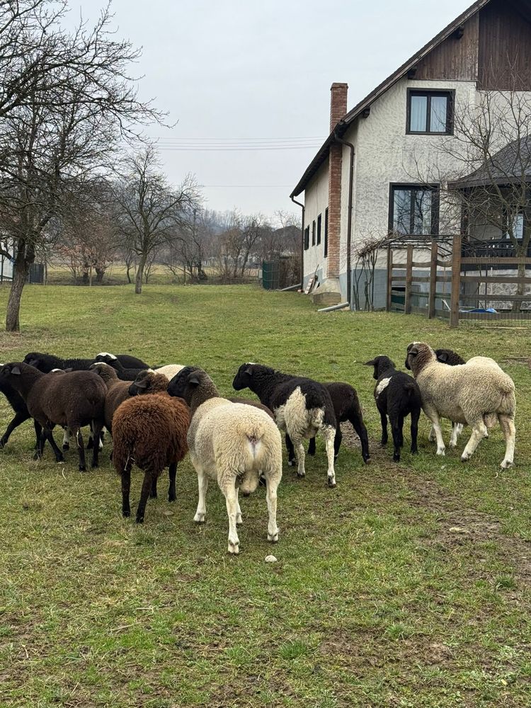 Oi ile de France si tigaie ruginie+miei!