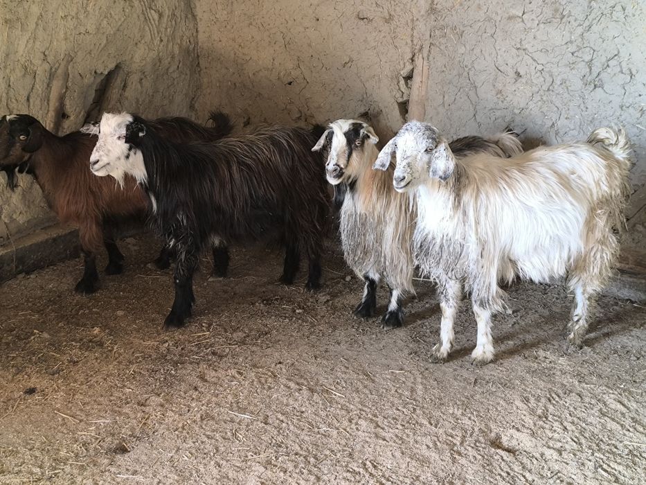 Echki sotiladi egiz tugʻaydigan