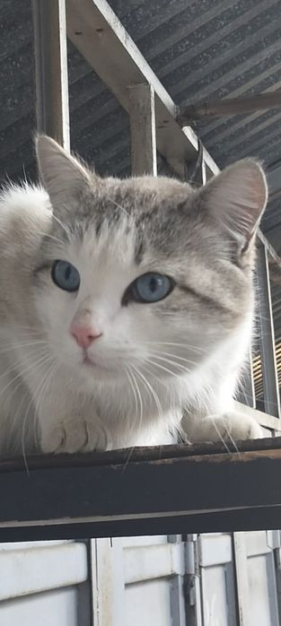 Отдам кота в добрые руки