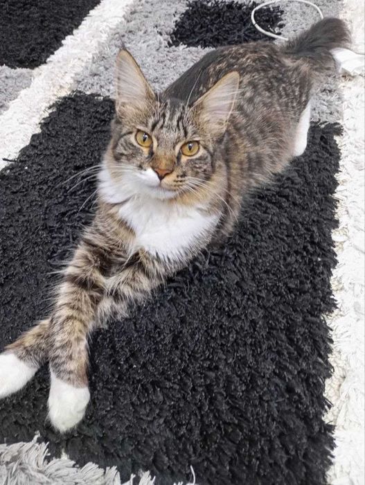 Мушук йуколди пропала кошка