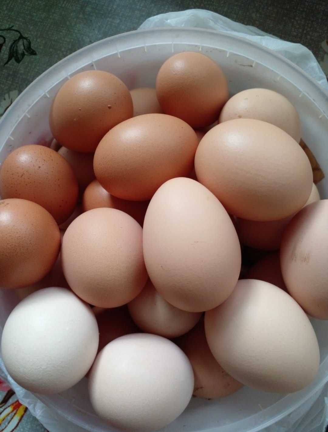 Продаем домашние куринные яйца