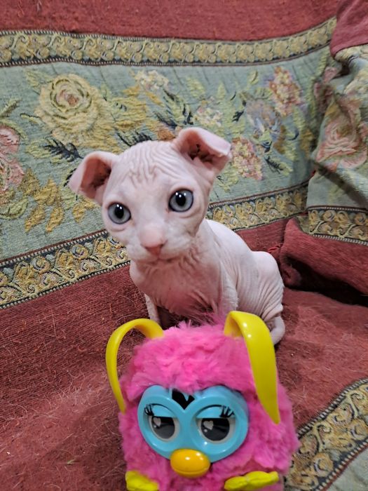 Малыши сфинксики левкой и двэльф