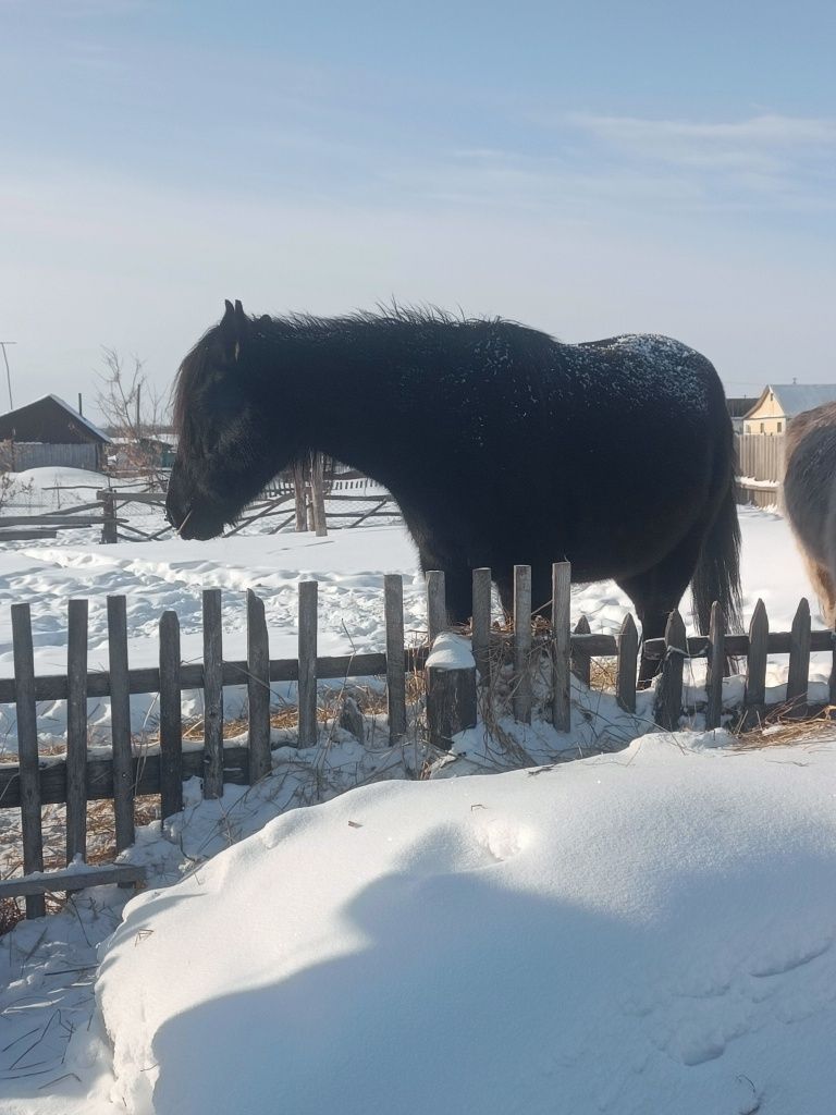 Продам байтал/кобылу жеребую, 4 года