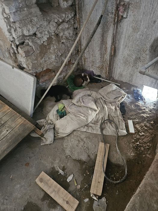 Щенки звонки на выбор 9 шт