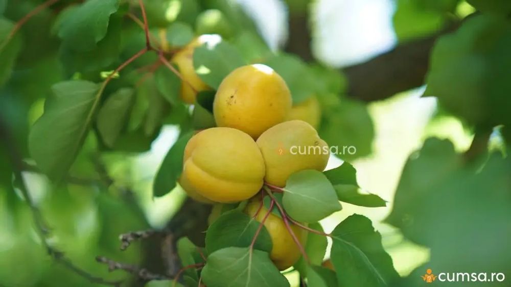 Pomi fructiferi deosebiti  cais alb soiul Merunka