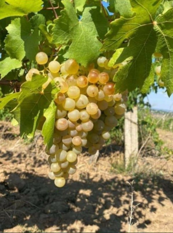‼️super ofera‼️Struguri de vin – dulci, sănătoși și plini de aromă!