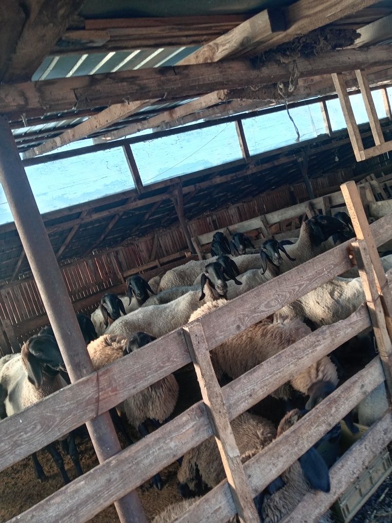 Vand oi carabași sârbesti