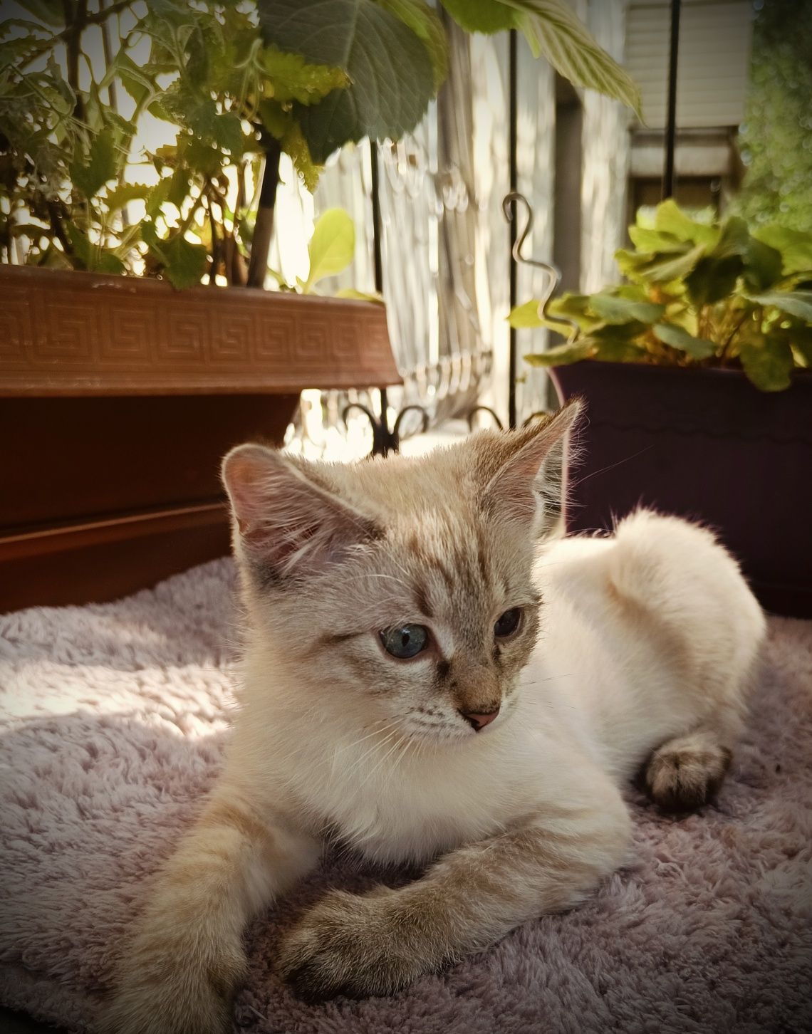 Котенок, возраст три месяца