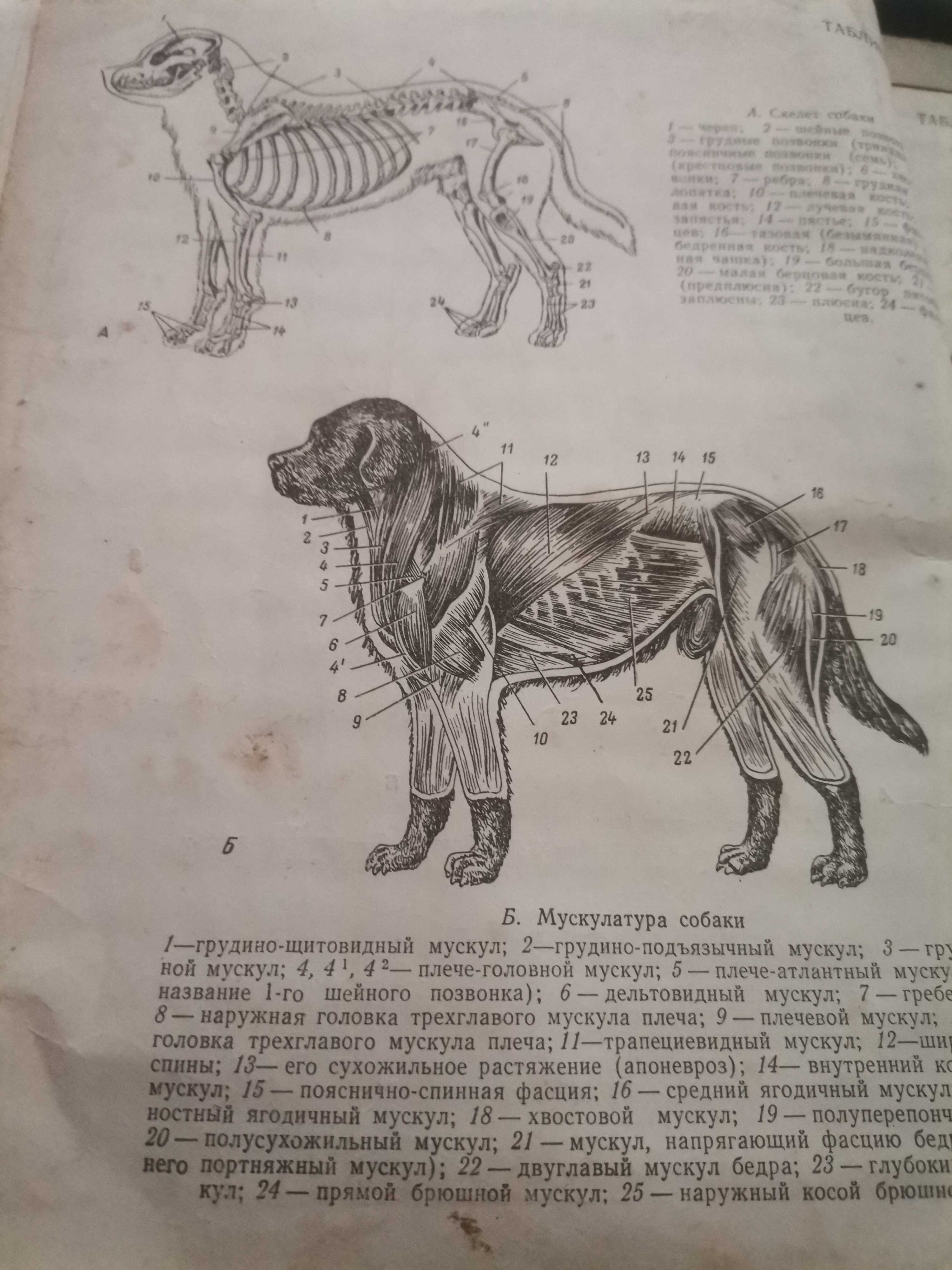 Анатомически атлас за художници