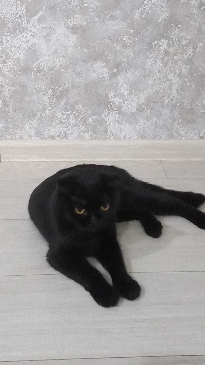 Кошечка вислоухая в добрые руки