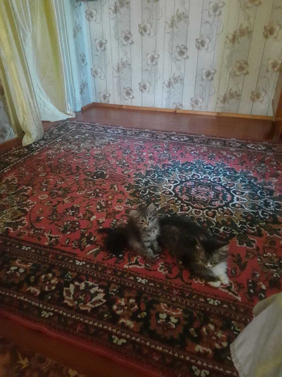 Отдам котят в хорошие руки