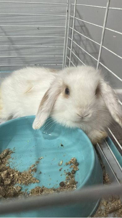 Продам домашнего кролика с клеткой кормом и сеной