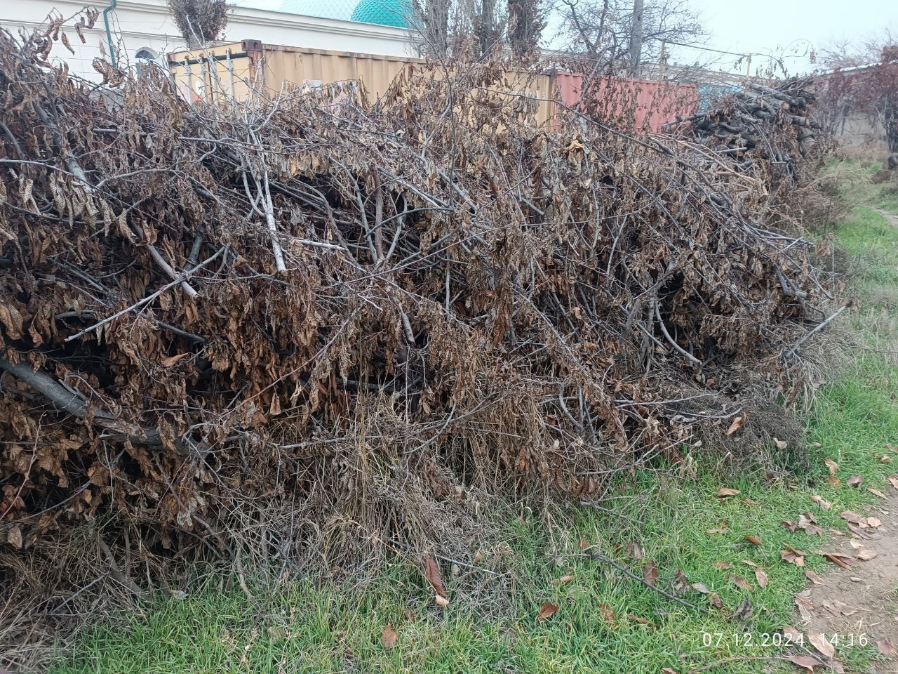 Утин (Дрова, Oʻtin) сотамиз, мевали дарахтларники.