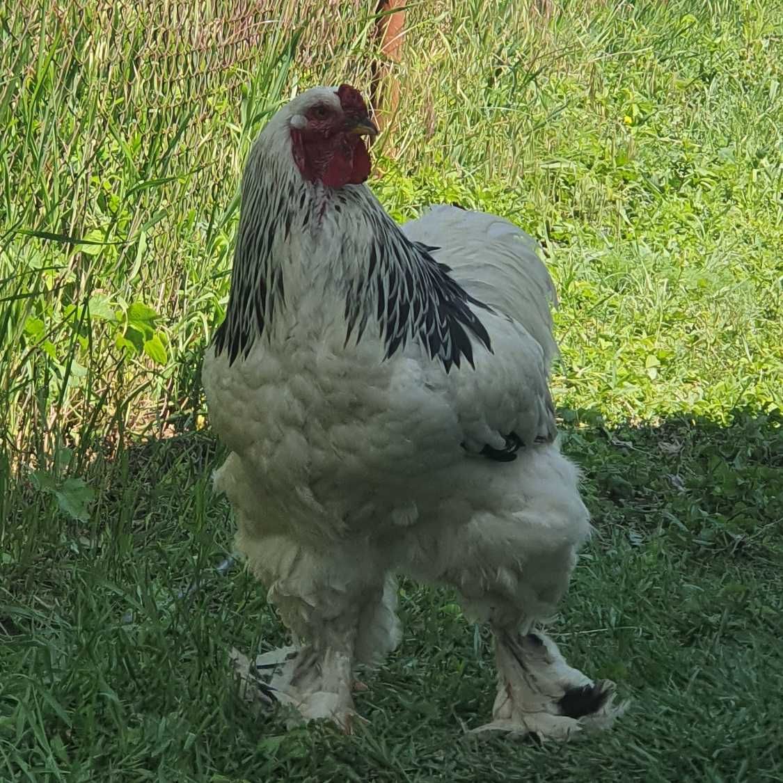 Gaini brahma potirnichiu si herminat