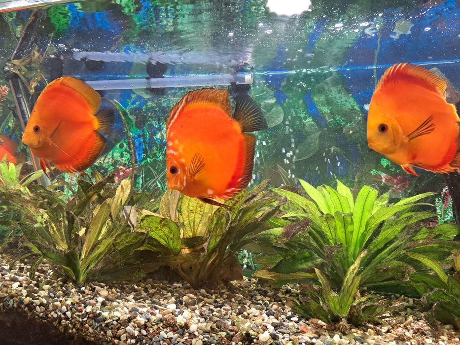 Аквариум, 7 броя дискуси + водорасли
