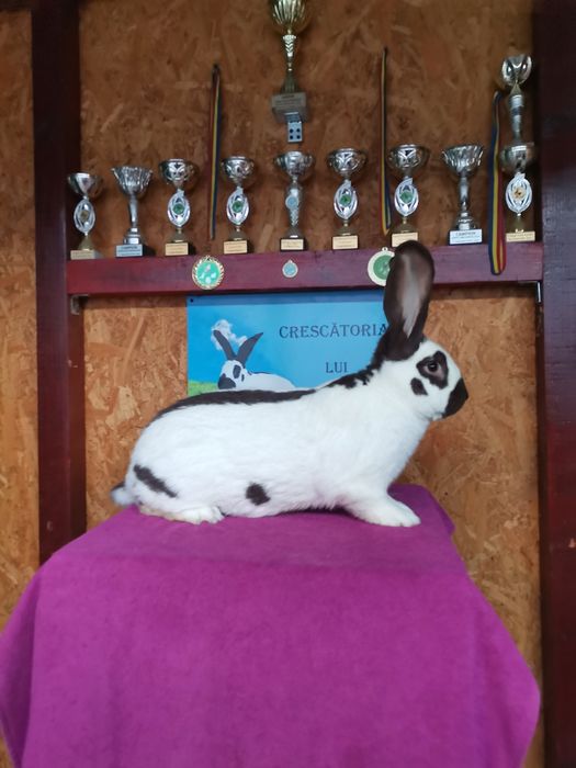 Iepuri Uriaș Pestriț German