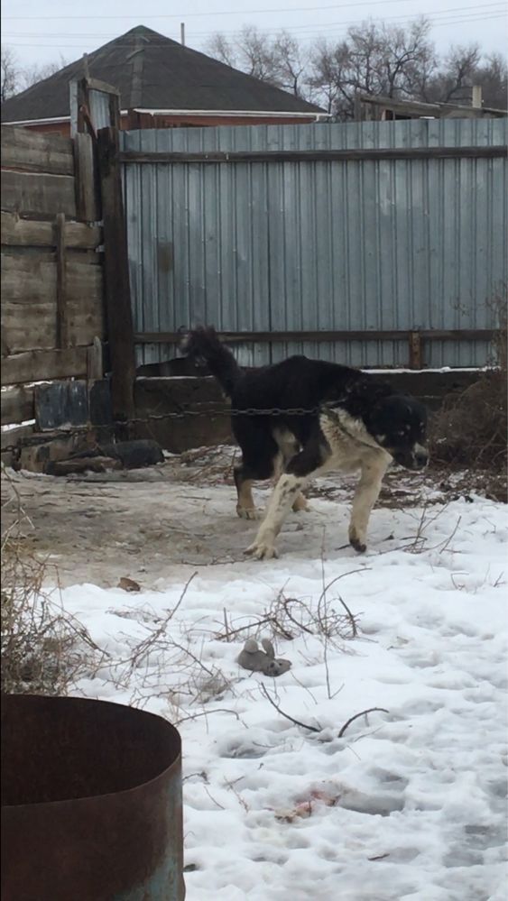 Алабай сатылады срочна