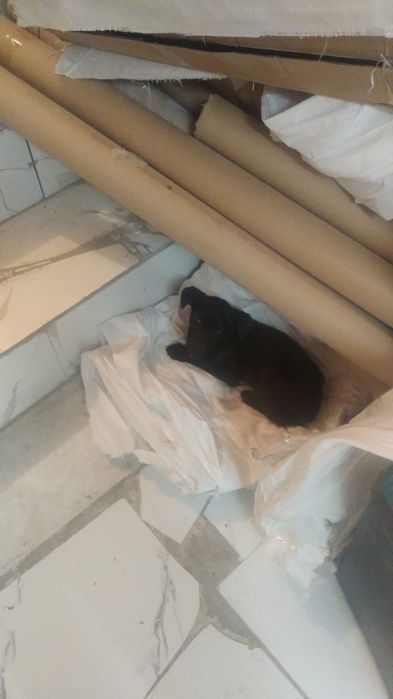 Щенок маленький девочка