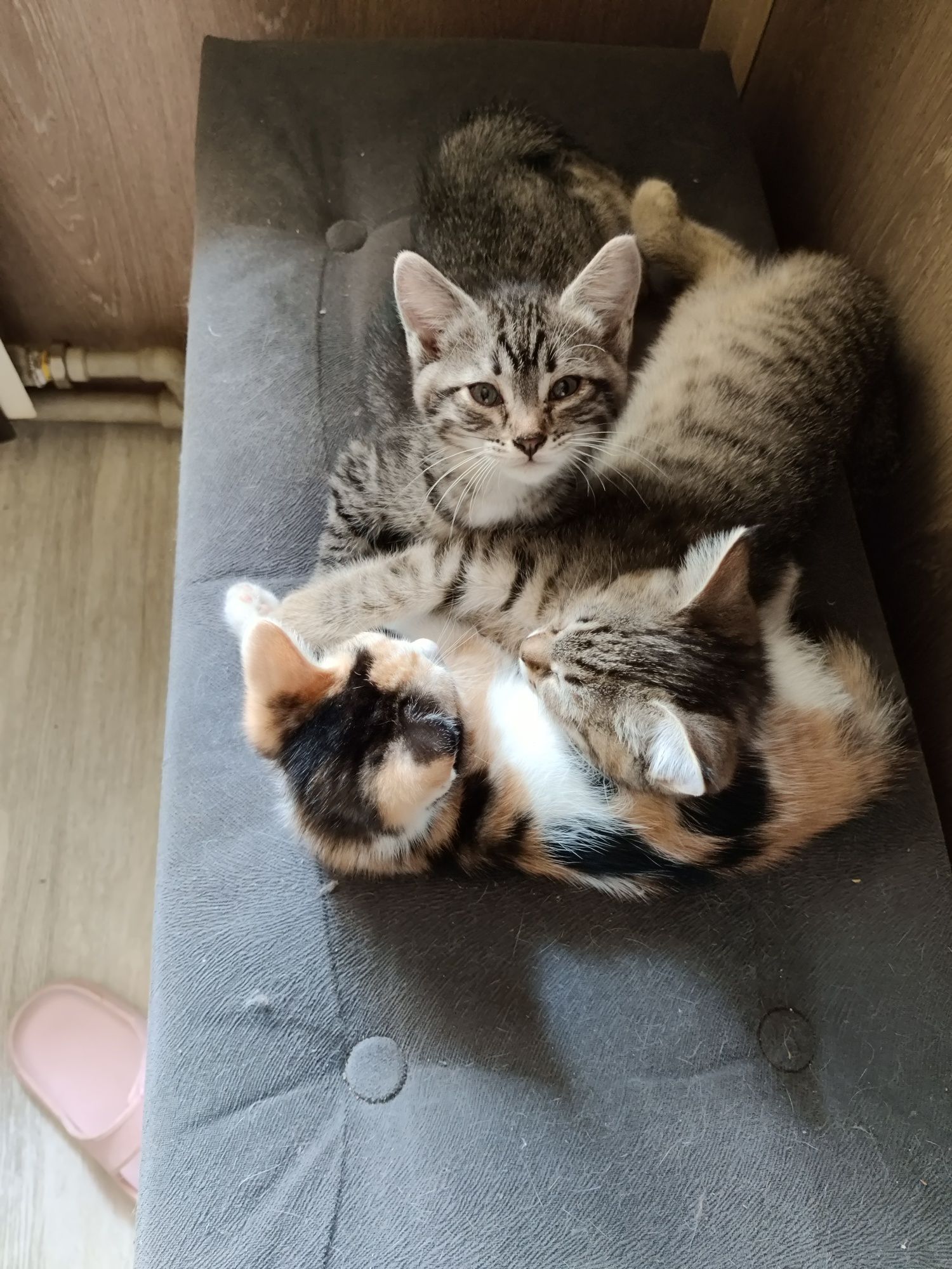 Котята очень ищут дом