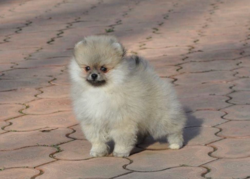 Мини померани – 2 момченца и 2 момиченца!