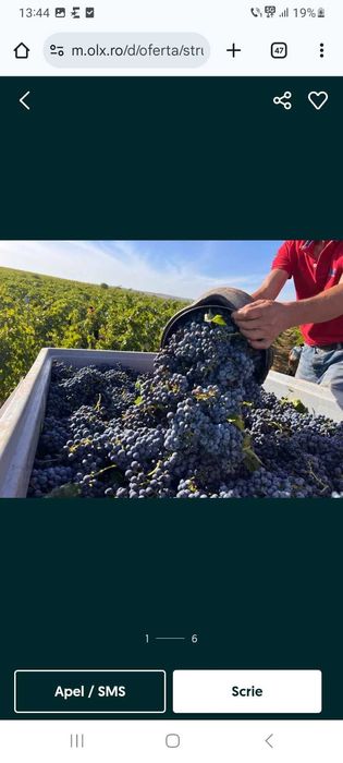 Vand struguri de vin