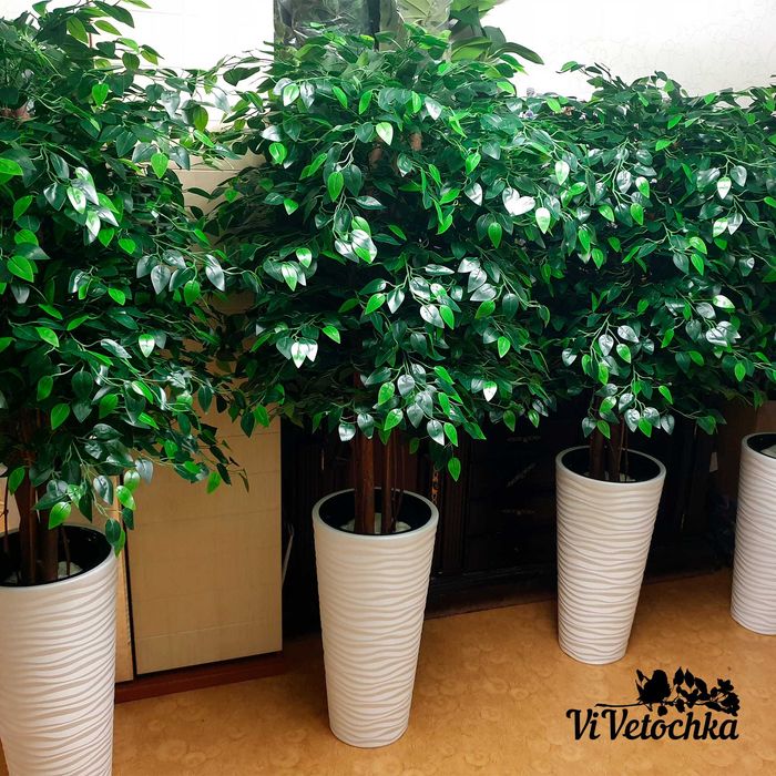 Vivetochka -   Искусственные деревья Фикусы, Пальма.  Астана