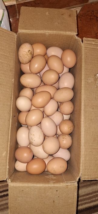 Ouă de țară 1.5 bucata