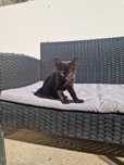 Pisici spre adoptie