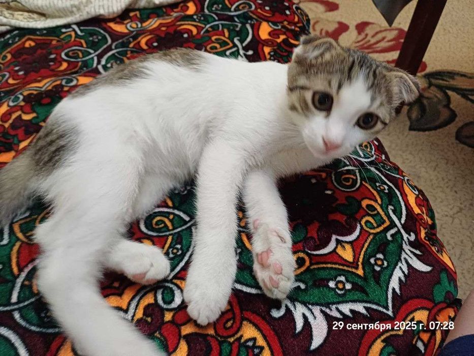 Отдам даром котенка мальчик