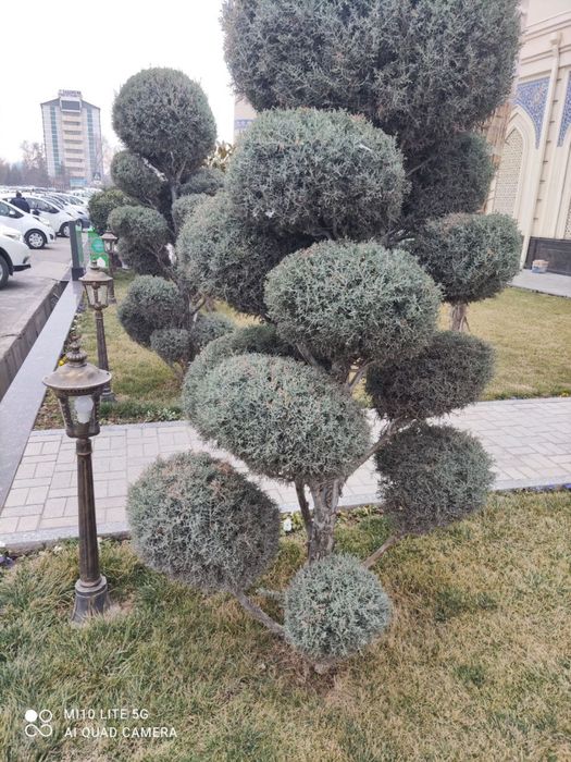 Ландшафт хизматлари