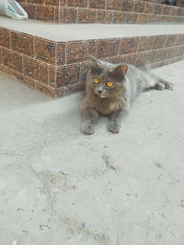 Mushuk hadiya qilinadi
