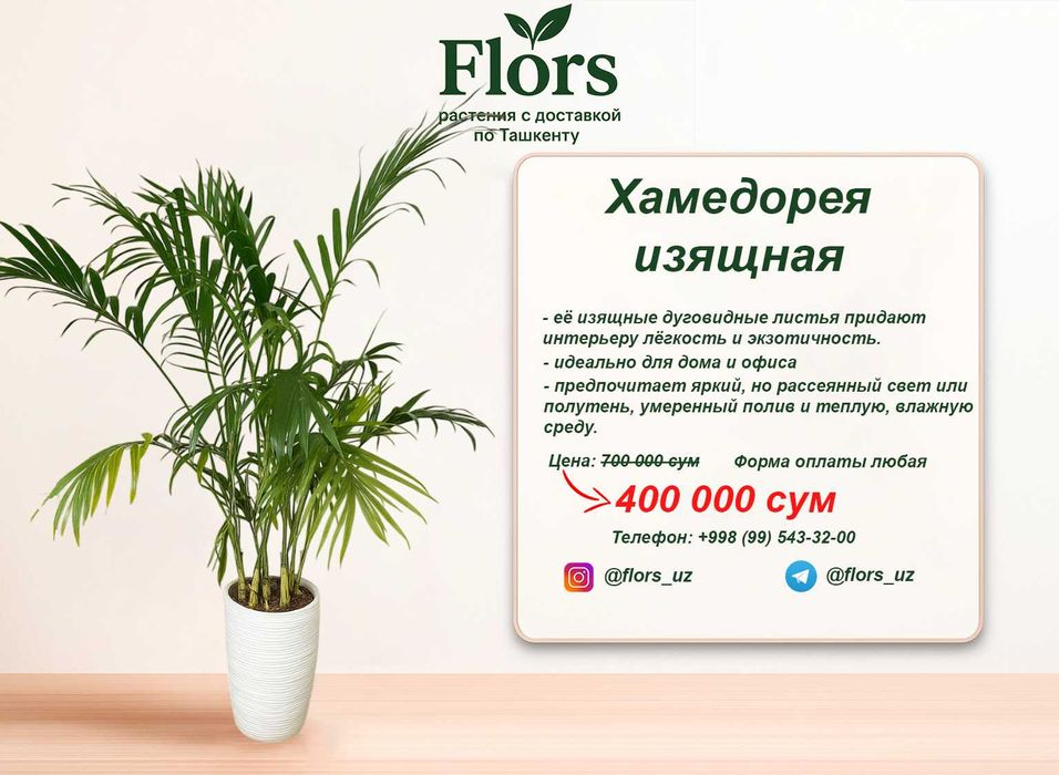 Цветы для дома и офиса - растение - Хамедорея изящная