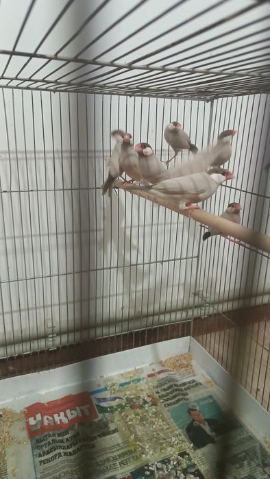 Продам Рисовых Амадин  кофейные