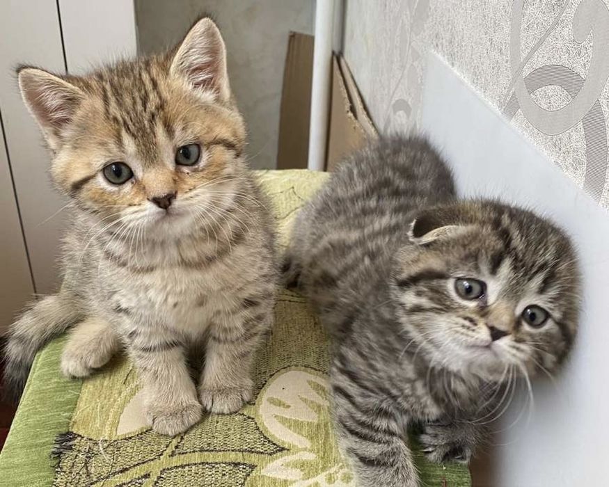 Шотландские котята