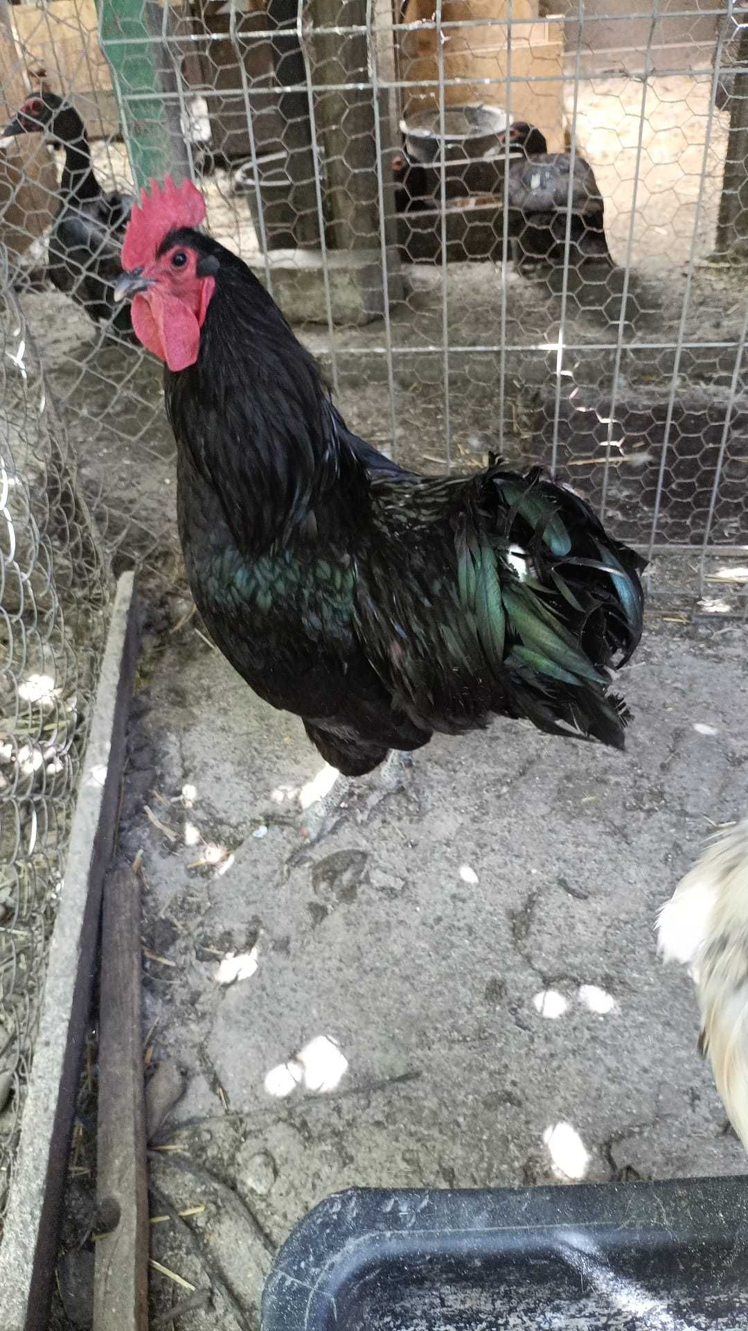 Boboci rata leseasca.