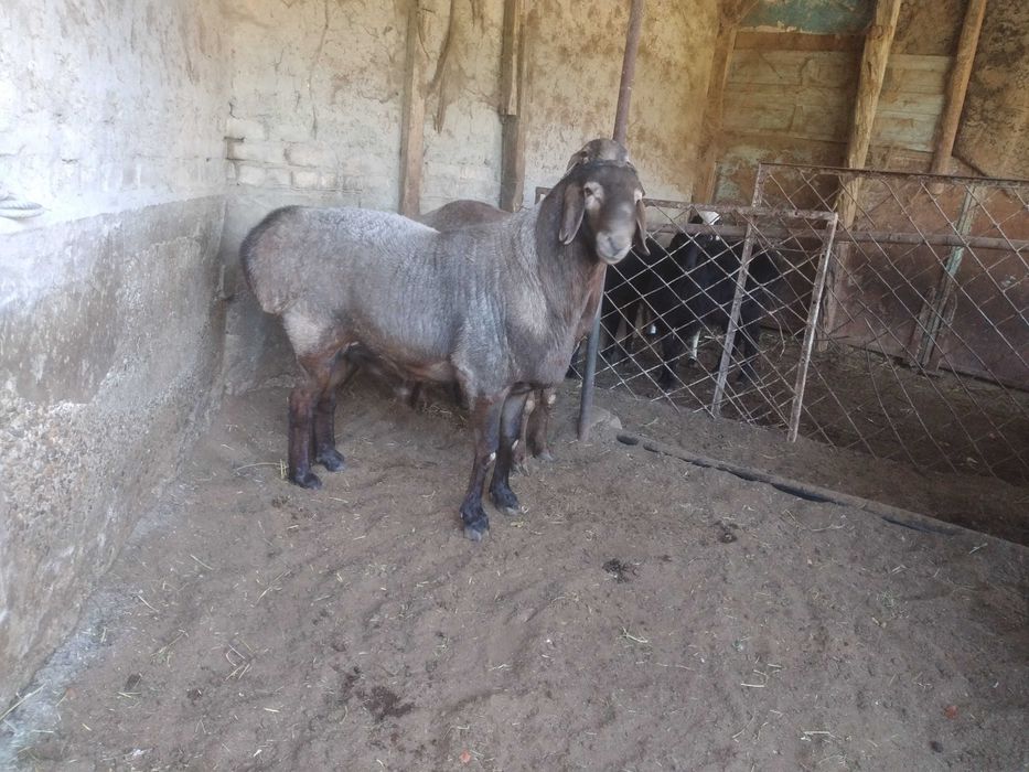 Кучкор сотилади..