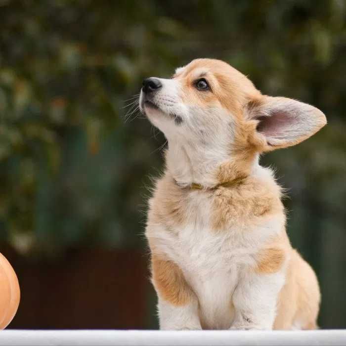 Корги, корги пемброк, вельш корги пемброк, щенки