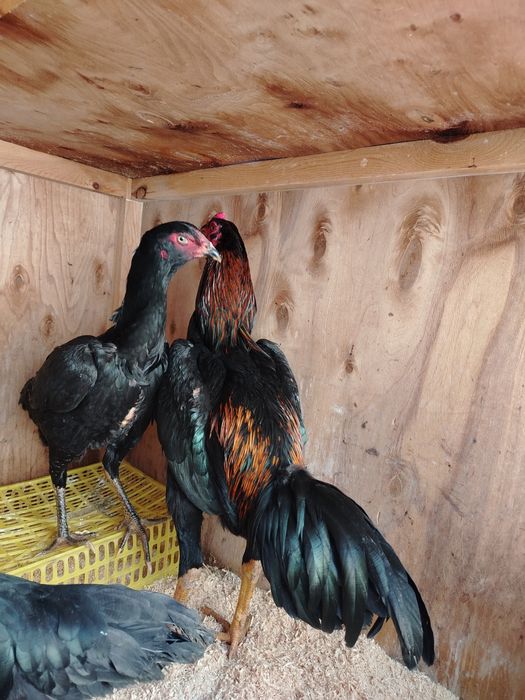 Тоза ветнам зотлар сотилади