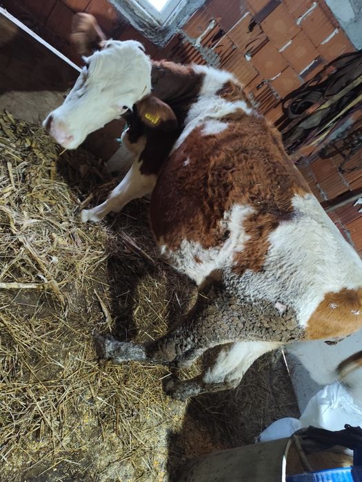 Vaca gestanta 8 luni