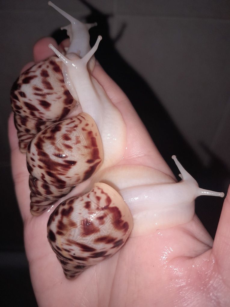 Axatina retikulyata albinoz 4-4.5sm