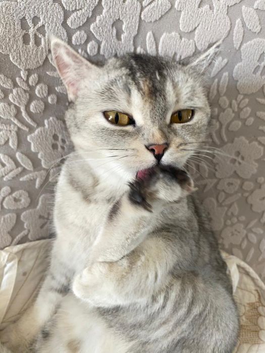 Кошка    девочка