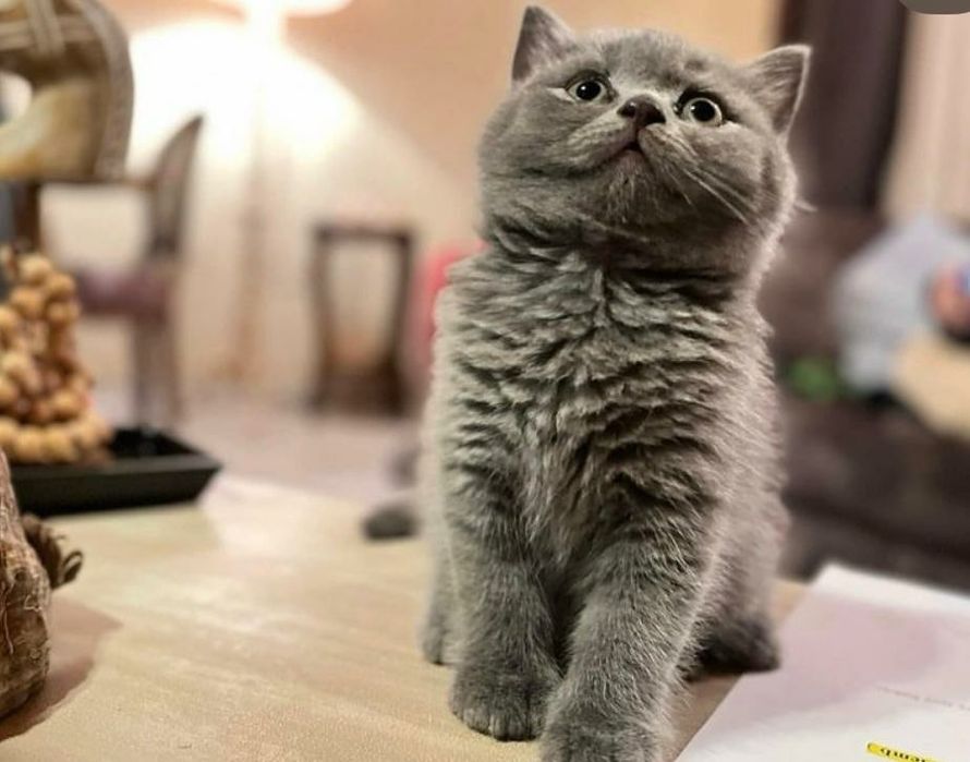 British Shorthair