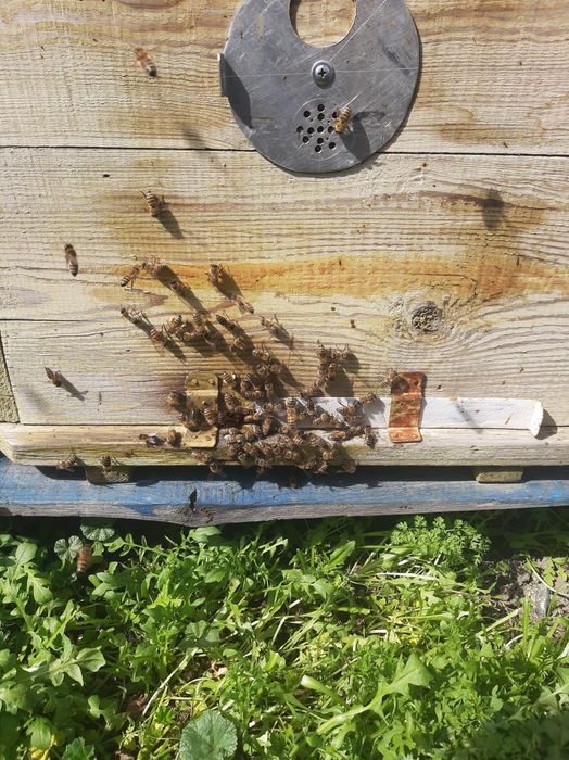 Продаются пчелосемьи на высадку в Таразе