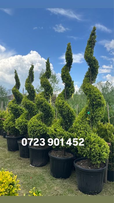 Plante ornamentale de diferite varietatii